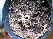 summer photograph Pinyon_pine__Pinus_edulis__Pinyon_pineimg_5472.jpg