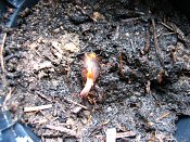 summer photograph Pinyon_pine__Pinus_edulis__Pinyon_pineimg_5476.jpg