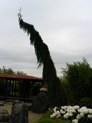 summer photograph Reuze_sequoia_Mammoetboom__Sequoiadendron_giganteum__Giant_sequoiaimg_6517.jpg