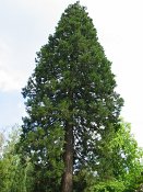 summer photograph Reuze_sequoia_Mammoetboom__Sequoiadendron_giganteum__Giant_sequoiaimg_8866.jpg