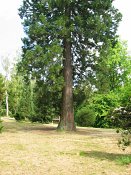 summer photograph Reuze_sequoia_Mammoetboom__Sequoiadendron_giganteum__Giant_sequoiaimg_8867.jpg