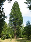 summer photograph Reuze_sequoia_Mammoetboom__Sequoiadendron_giganteum__Giant_sequoiaimg_8883.jpg