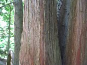 summer photograph Reuzen_levensboom__Thuja_plicata__Giant_arborvitaeimg_8942bastbark.jpg