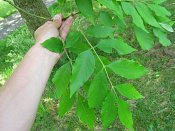 summer photograph Rode_es__Fraxinus_pensylvanica__Green_ashimg_8586bladleaf.jpg