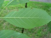 summer photograph Rode_es__Fraxinus_pensylvanica__Green_ashimg_8588.jpg