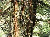 summer photograph Sequoia__Sequoia_sempervirens__Coast_redwoodimg_5247.jpg