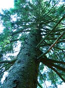 summer photograph Sitkaspar__Picea_sitchensis__Sitka_spruceimg_8701.jpg