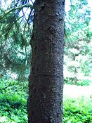 summer photograph Sitkaspar__Picea_sitchensis__Sitka_spruceimg_8702.jpg