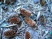 summer photograph Sitkaspar__Picea_sitchensis__Sitka_spruceimg_8704kegelcone.jpg