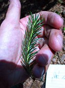 summer photograph Sitkaspar__Picea_sitchensis__Sitka_spruceimg_8723.jpg