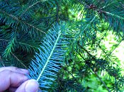 summer photograph Sitkaspar__Picea_sitchensis__Sitka_spruceimg_8724.jpg