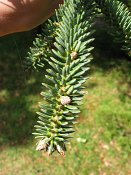 summer photograph Spaanse_zilverspar__Abies_pinsapo__Spanish_firimg_5331naaldenneedles.jpg