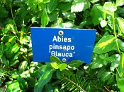 summer photograph Spaanse_zilverspar__Abies_pinsapo__Spanish_firimg_6400.jpg