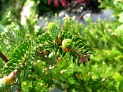 summer photograph Spaanse_zilverspar__Abies_pinsapo__Spanish_firimg_6406knopbud.jpg