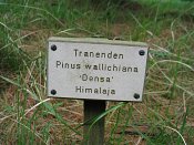 summer photograph Tranenden__Pinus_wallichiana__Himalayan_pineimg_5312.jpg