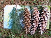 summer photograph Tranenden__Pinus_wallichiana__Himalayan_pineimg_5315.jpg