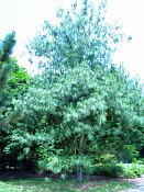 summer photograph Tranenden__Pinus_wallichiana__Himalayan_pineimg_8656.jpg