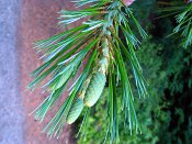 summer photograph Tranenden__Pinus_wallichiana__Himalayan_pineimg_8664.jpg