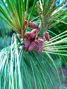 summer photograph Tranenden__Pinus_wallichiana__Himalayan_pineimg_8668bloemflowers.jpg