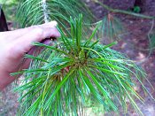 summer photograph Tranenden__Pinus_wallichiana__Himalayan_pineimg_8669.jpg