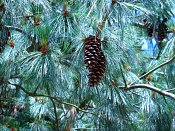 summer photograph Tranenden__Pinus_wallichiana__Himalayan_pineimg_8680.jpg