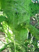 summer photograph Veitch_zilverspar__Abies_veitchii__Veitch_firimg_8121.jpg