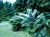 summer photograph Veitch_zilverspar__Abies_veitchii__Veitch_firimg_8636.jpg