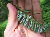 summer photograph Veitch_zilverspar__Abies_veitchii__Veitch_firimg_8734.jpg
