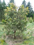 summer photograph Wierook_ceder__Calocedrus_decurrens__Incense_cederimg_5225.jpg