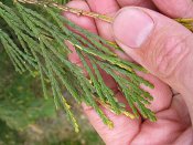 summer photograph Wierook_ceder__Calocedrus_decurrens__Incense_cederimg_5226bladleaf.jpg