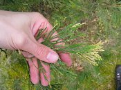 summer photograph Wierook_ceder__Calocedrus_decurrens__Incense_cederimg_5227.jpg