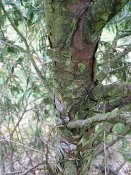 summer photograph Wierook_ceder__Calocedrus_decurrens__Incense_cederimg_5228.jpg