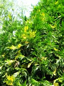 summer photograph Wierook_ceder__Calocedrus_decurrens__Incense_cederimg_8170.jpg