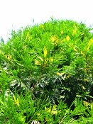 summer photograph Wierook_ceder__Calocedrus_decurrens__Incense_cederimg_8171.jpg