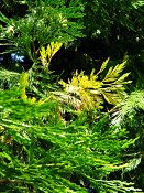 summer photograph Wierook_ceder__Calocedrus_decurrens__Incense_cederimg_8172.jpg