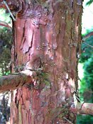 summer photograph Wierook_ceder__Calocedrus_decurrens__Incense_cederimg_8173.jpg