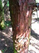 summer photograph Wierook_ceder__Calocedrus_decurrens__Incense_cederimg_8174barkbast.jpg