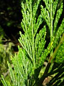 summer photograph Wierook_ceder__Calocedrus_decurrens__Incense_cederimg_8179.jpg