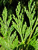 summer photograph Wierook_ceder__Calocedrus_decurrens__Incense_cederimg_8180bladleaf.jpg