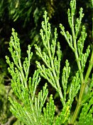 summer photograph Wierook_ceder__Calocedrus_decurrens__Incense_cederimg_8181.jpg