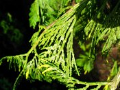 summer photograph Wierook_ceder__Calocedrus_decurrens__Incense_cederimg_8182.jpg
