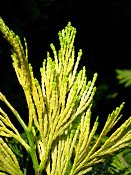 summer photograph Wierook_ceder__Calocedrus_decurrens__Incense_cederimg_8183.jpg