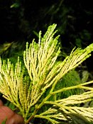 summer photograph Wierook_ceder__Calocedrus_decurrens__Incense_cederimg_8184.jpg
