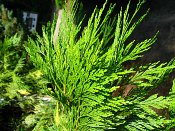summer photograph Wierook_ceder__Calocedrus_decurrens__Incense_cederimg_8185.jpg