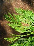 summer photograph Wierook_ceder__Calocedrus_decurrens__Incense_cederimg_8186.jpg