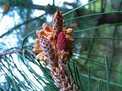 summer photograph Zeeden__Pinus_pinaster__Maritime_pineimg_6651flowerbloem.jpg