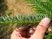 summer photograph Zilverspar__Abies_alba__Silver_firimg_8813.jpg