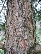 summer photograph Zwarte_den__Pinus_nigra__Austrian_pineimg_4419bastbark.jpg