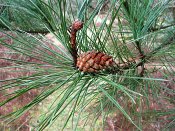 summer photograph Zwarte_den__Pinus_nigra__Austrian_pineimg_4422.jpg