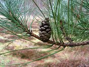 summer photograph Zwarte_den__Pinus_nigra__Austrian_pineimg_4423.jpg